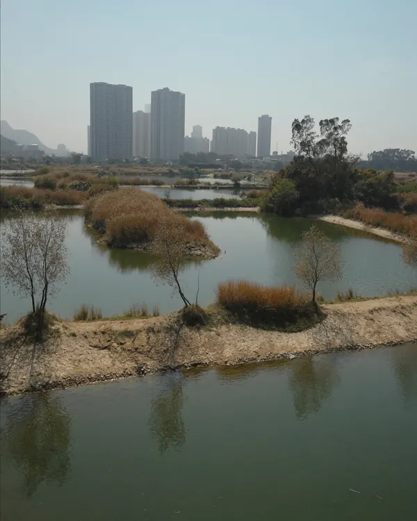 元朗魚塘濕地,遠處有高樓
